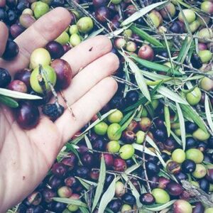 Olive Oil Farm & Factory Trip